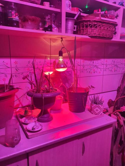 vegananic Veganix 101. Week 1 - Close proximity to lights for warmth