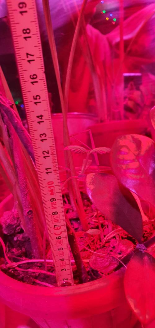 vegananic Veganix 101. Week 2 - time to measure