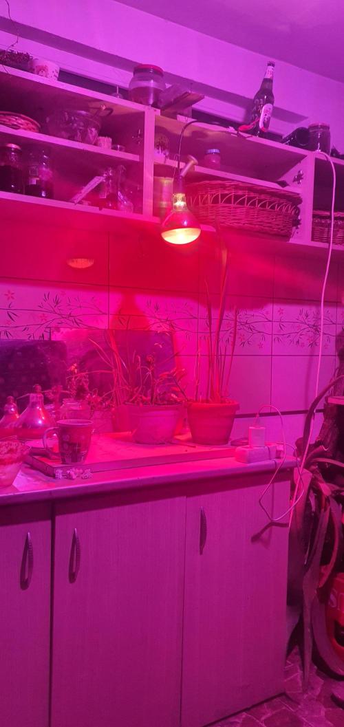 vegananic Veganix 101. Week 2 - lifted that light, looks like 20 centimeters
