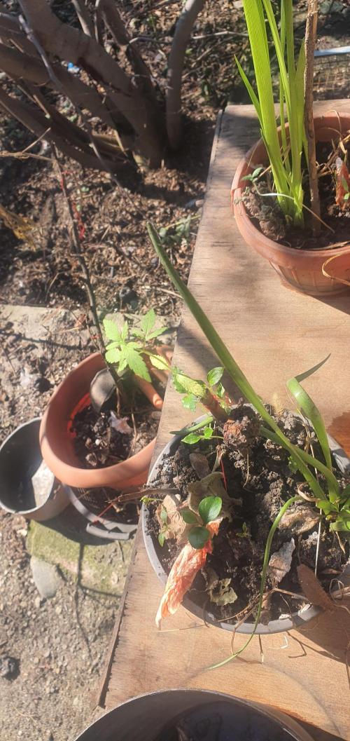 vegananic Veganix 101. Week 2 - Sunshine is da best
