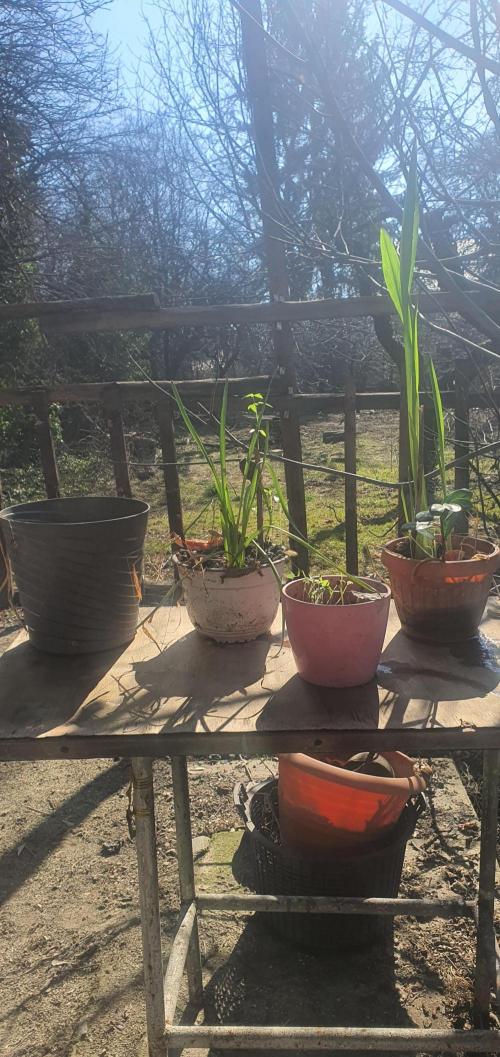 vegananic Veganix 101. Week 2 - out in da yard