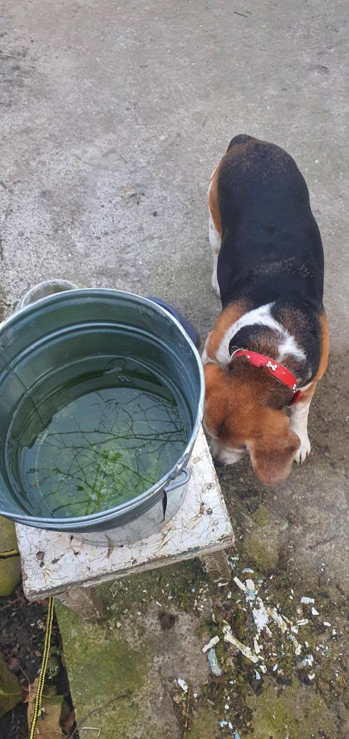 vegananic Veganix 101. Week 2 - water source