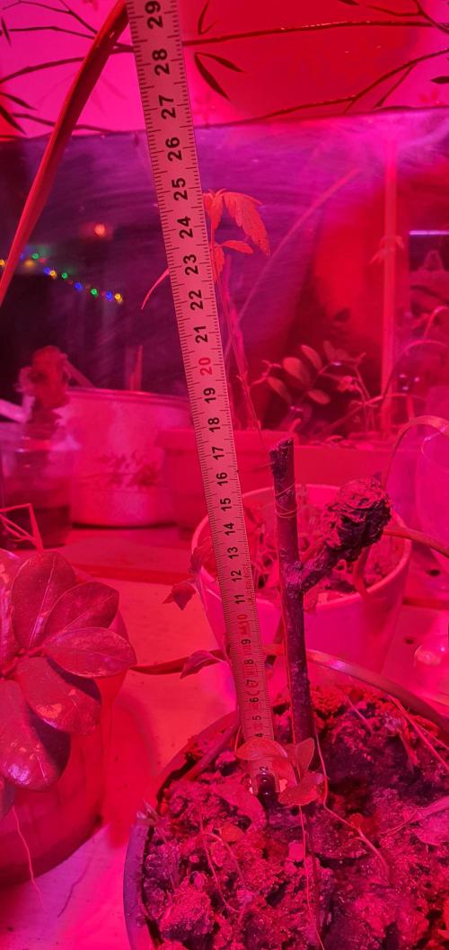 Wlkol 2 Grden Adam. Week 8 - Measurements