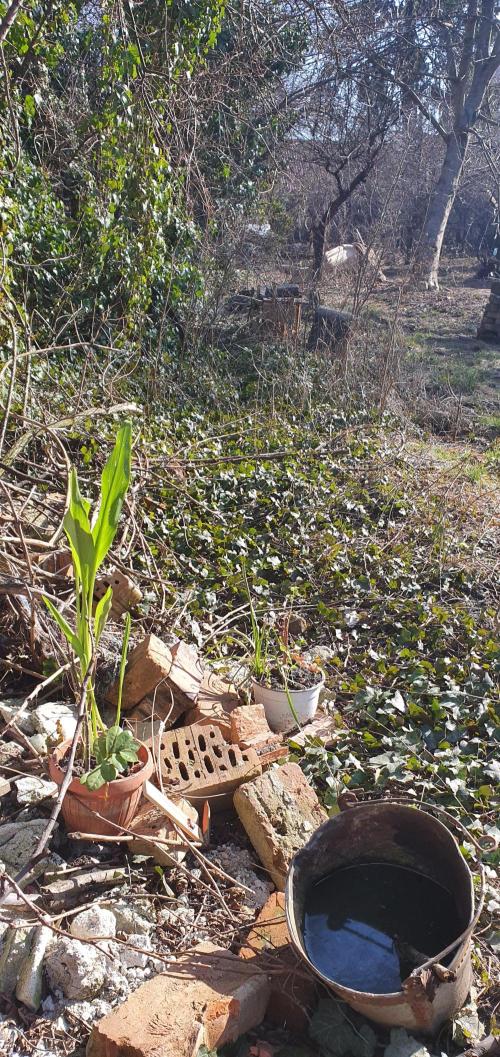 Wlkol 2 Grden Adam. Week 9 - we move all around the garden
