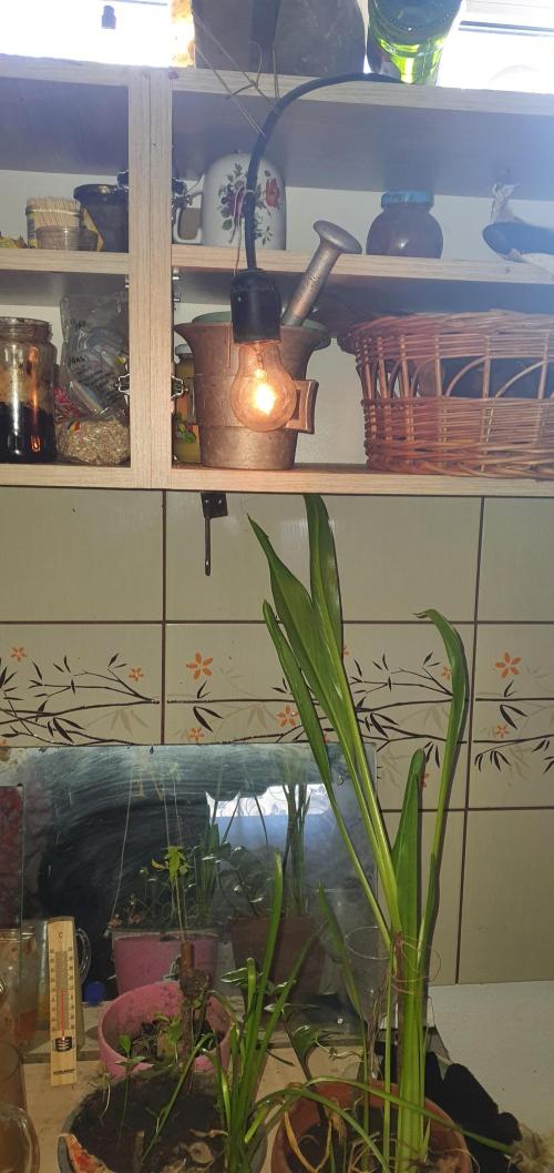Wlkol 2 Grden Adam. Week 9 - something is wrong with my 60watt bulb !