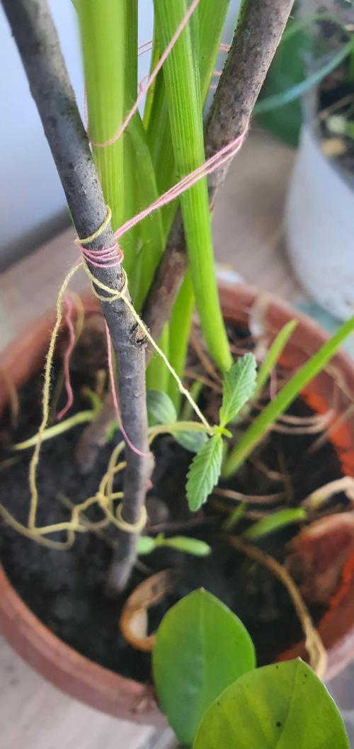 vegananic Veganix 101. Week 3 - all tied up