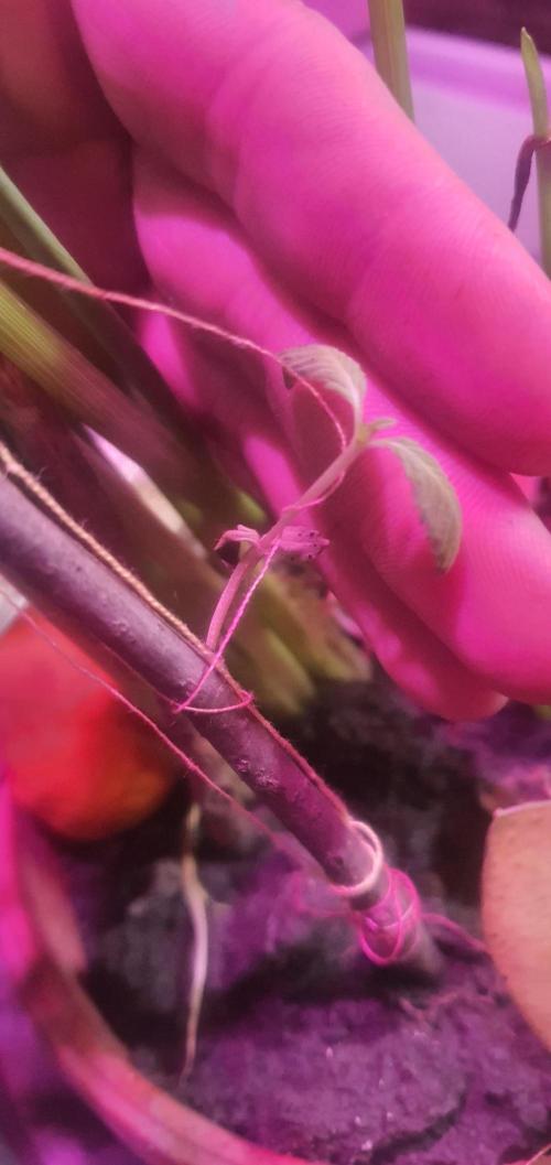 vegananic Veganix 101. Week 4 - Back on trak