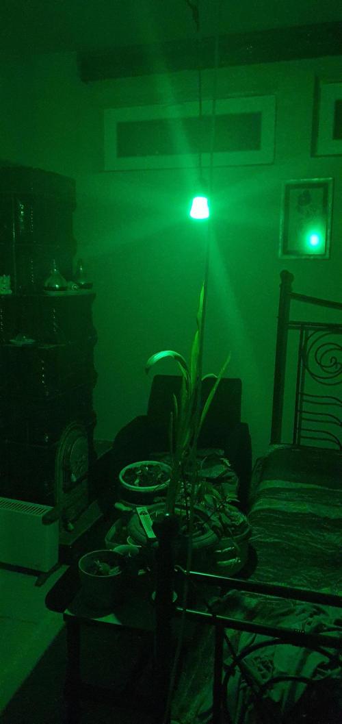 vegananic Veganix 101. Week 4 - Green light for recovery