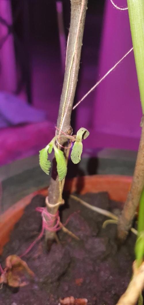 vegananic Veganix 101. Week 4 - Thats a dead plant' or is it ?