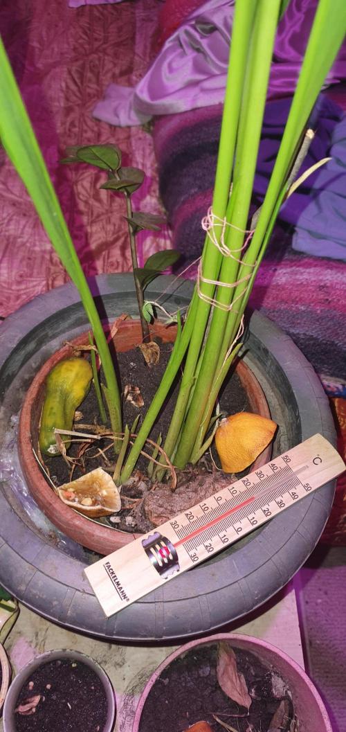 vegananic Veganix 101. Week 4 - i should stop being such an arzshole to plants