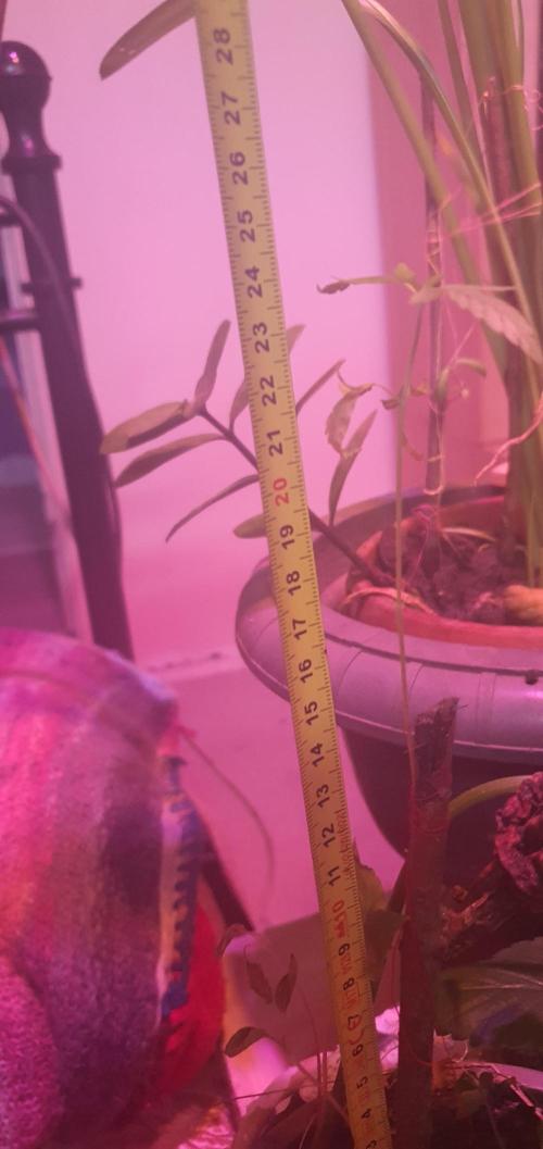 Wlkol 2 Grden Adam. Week 10 - stem got thicker too