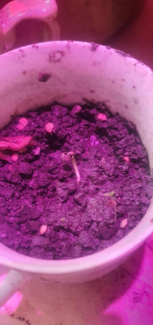I3V3Y. Week 1 - wider