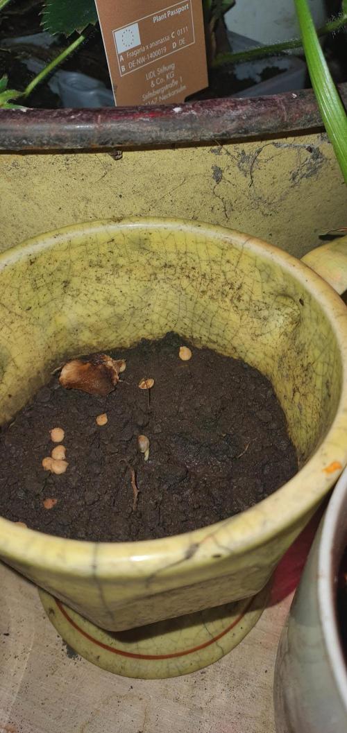 I3V3Y. Week 1 - & Sumthing grew here too!
