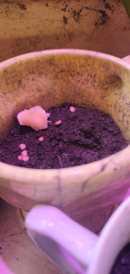 I3V3Y. Week 1 - and sumthing grew