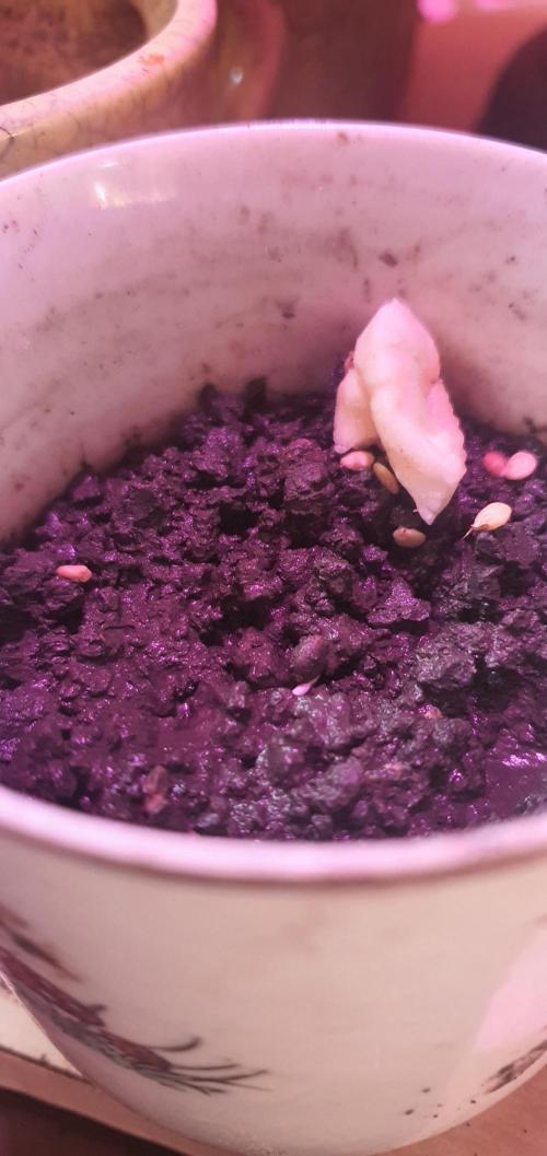 I3V3Y. Week 1 - and seeds