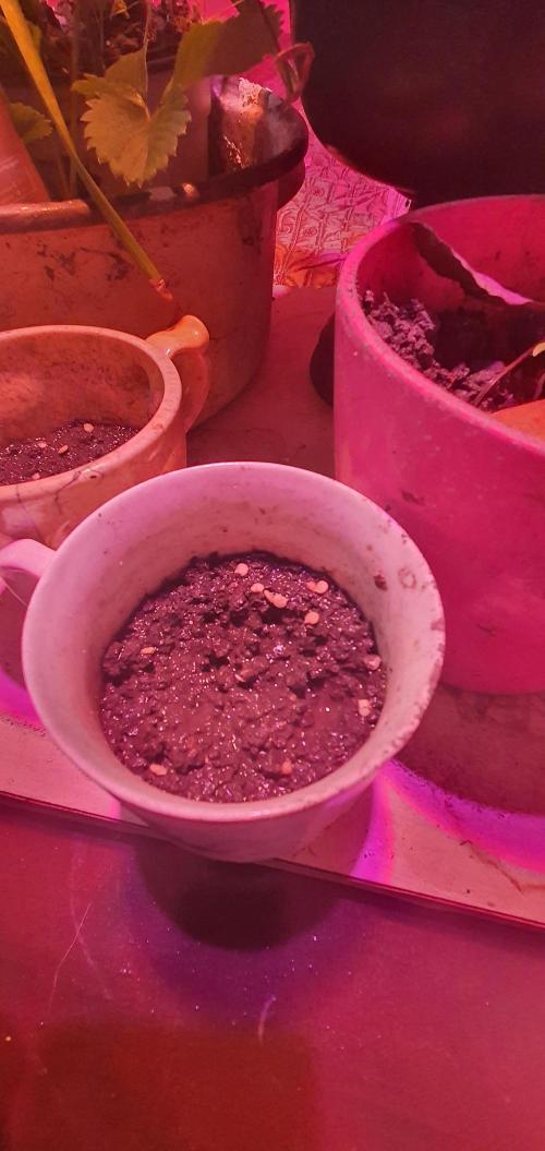 I3V3Y. Week 1 - Its not a coffee
