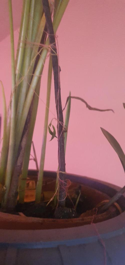 vegananic Veganix 101. Week 5 - idk mahn, Im usually fine after an o.D. this plant just wasnt for me.