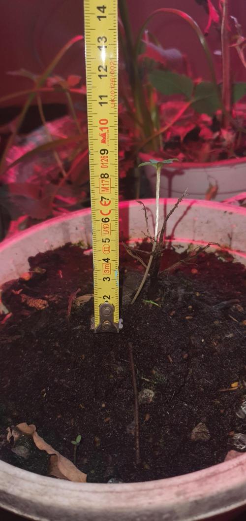 I3V3Y. Week 2 - sits at 9 cm'