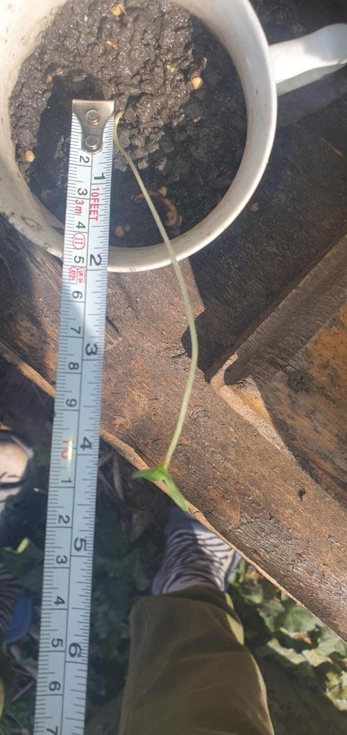 I3V3Y. Week 2 - having transplanted I measured da total plant. 5 inches!