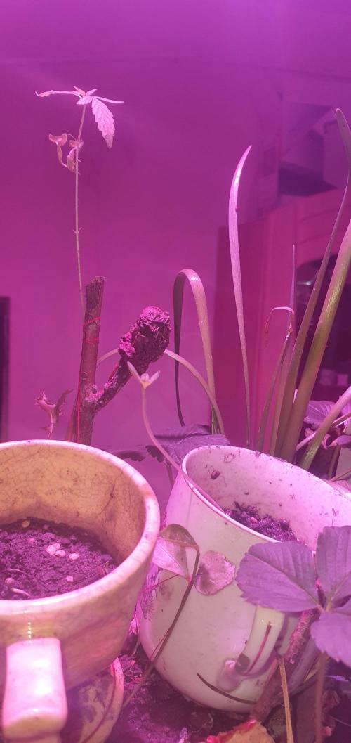 I3V3Y. Week 2 - But she was still a grower