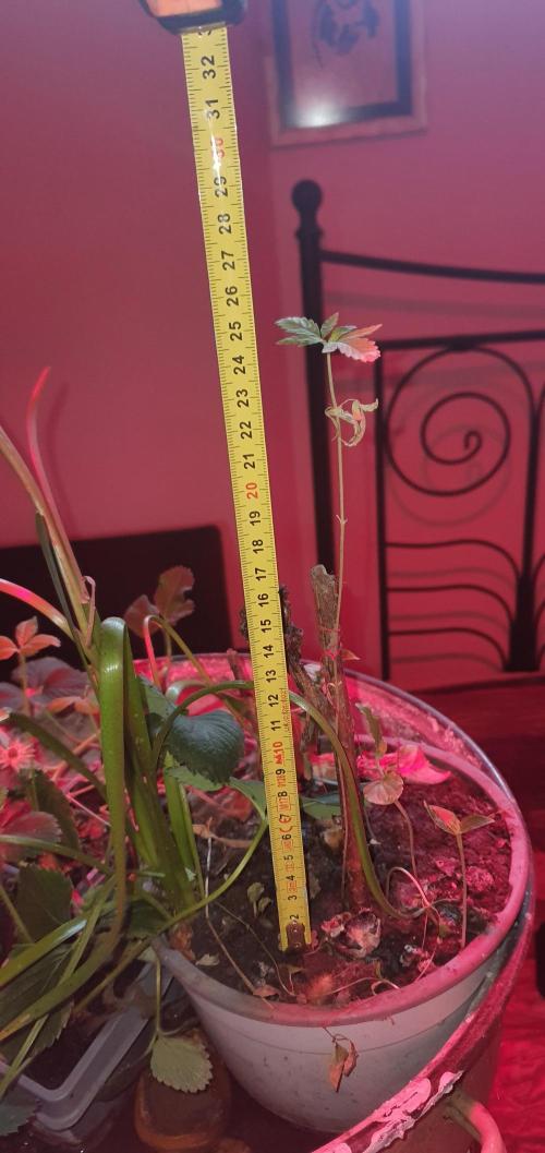 Wlkol 2 Grden Adam. Week 11 - Yea, last time I put distance from lamp as plant height +oops+