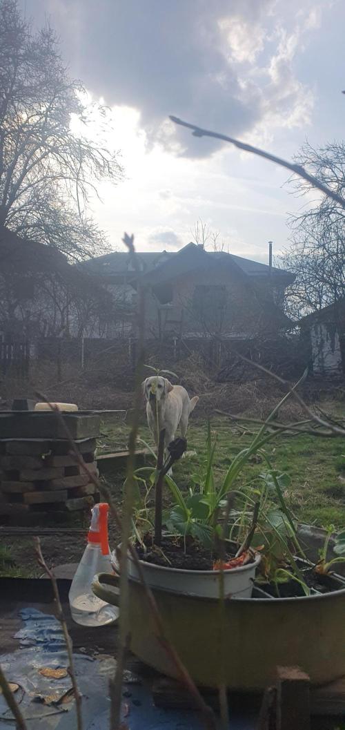 Wlkol 2 Grden Adam. Week 11 - outside till sundown !