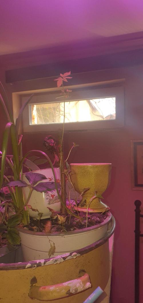 Wlkol 2 Grden Adam. Week 11 - All da sun light we get When its cols outside