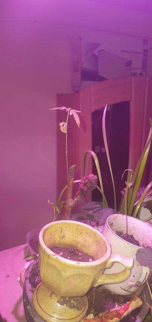Wlkol 2 Grden Adam. Week 11 - 11 fkkin weeks for this tiny little thing !