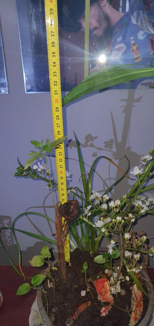 Wlkol 2 Grden Adam. Week 12 - growing tall