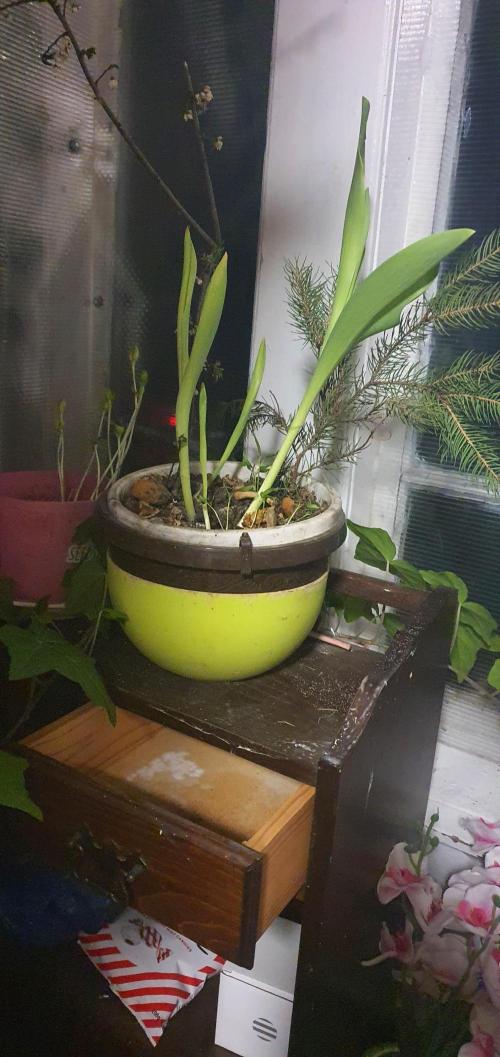 Samantha. Week 0 - planted and waiting
