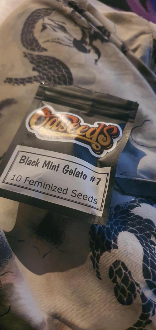Black Mint Gelato #7. Week 0