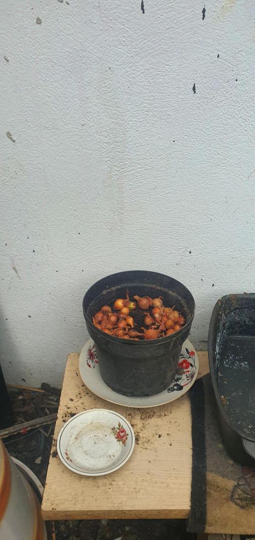 Ramona. Week 0 - witt onions !
