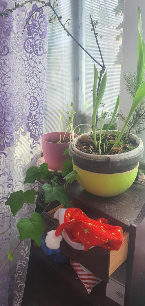 Eleonor. Week 0