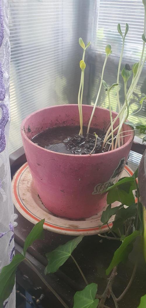 Eleonor. Week 0