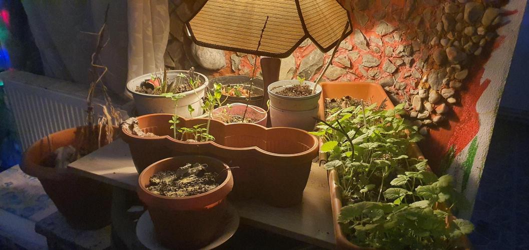 Raffealla. Week 1 - many plants