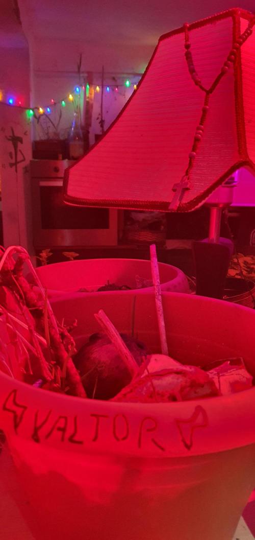Valtor. Week 1 - 🍁🍁🍁red light therapy🍁🍁🍁