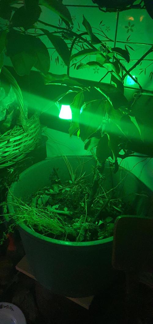 iRock da LemonTree. Week 1 - Green light right light