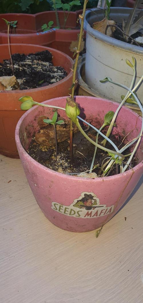 AlX VLD. Week 2 - so haz da plant