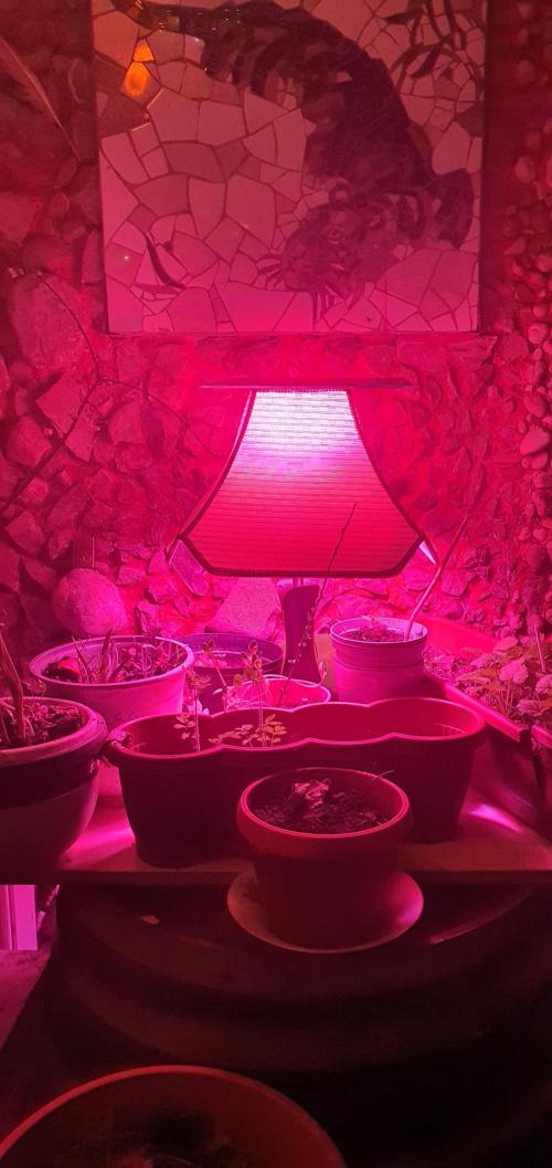 AlX VLD. Week 2 - UV treatment