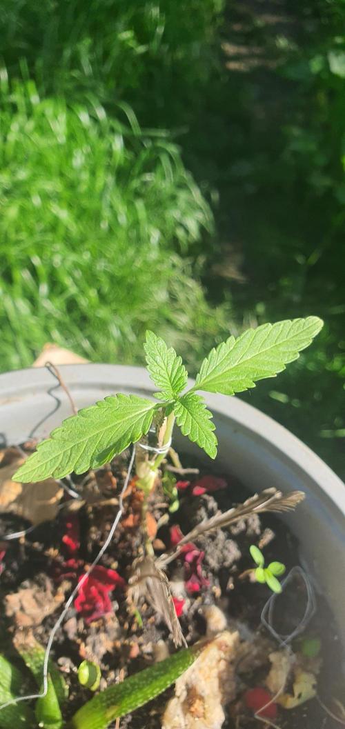 Mellisa. Week 3