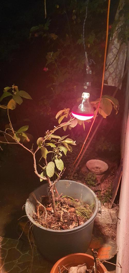 iRock da LemonTree. Week 2