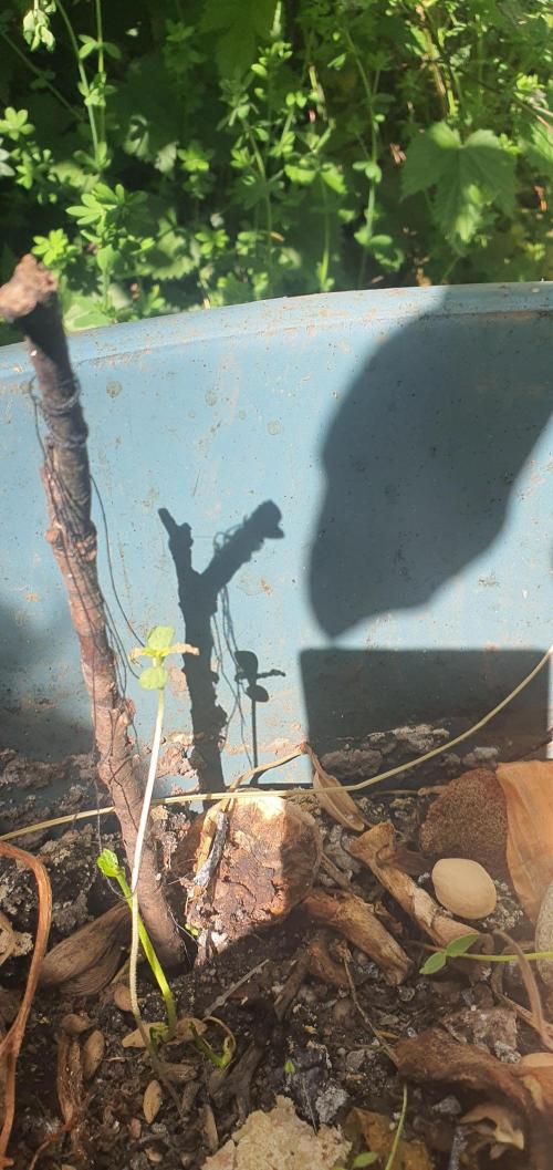 iRock da LemonTree. Week 3