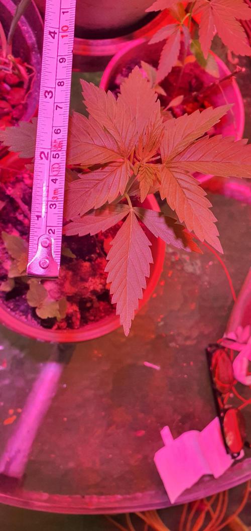 Kobra. Week 5