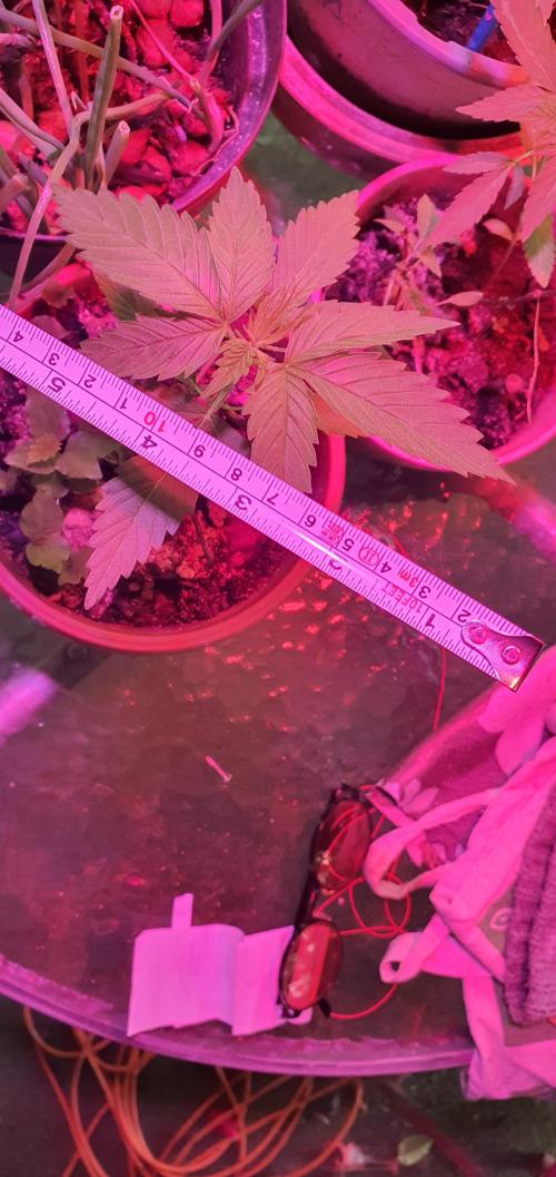 Kobra. Week 5