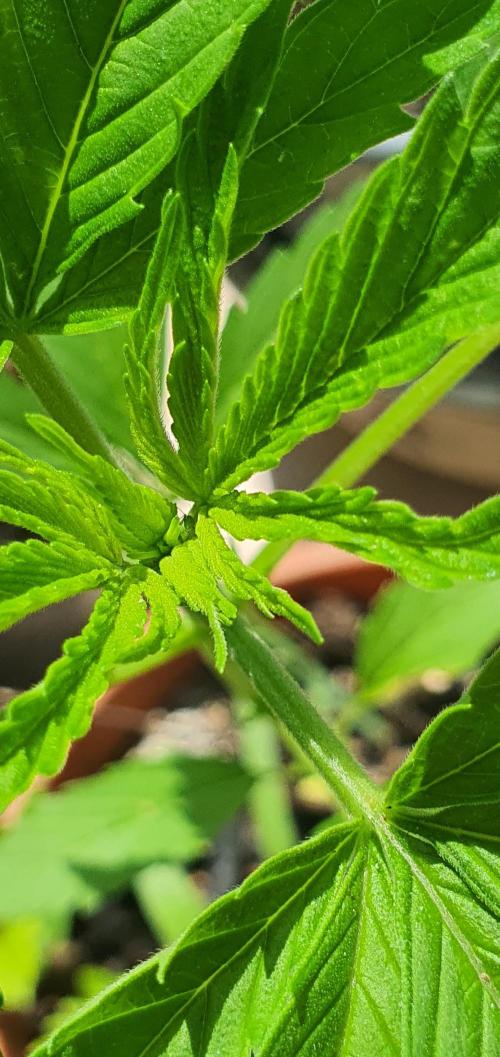 Kobra. Week 6 - Close up'