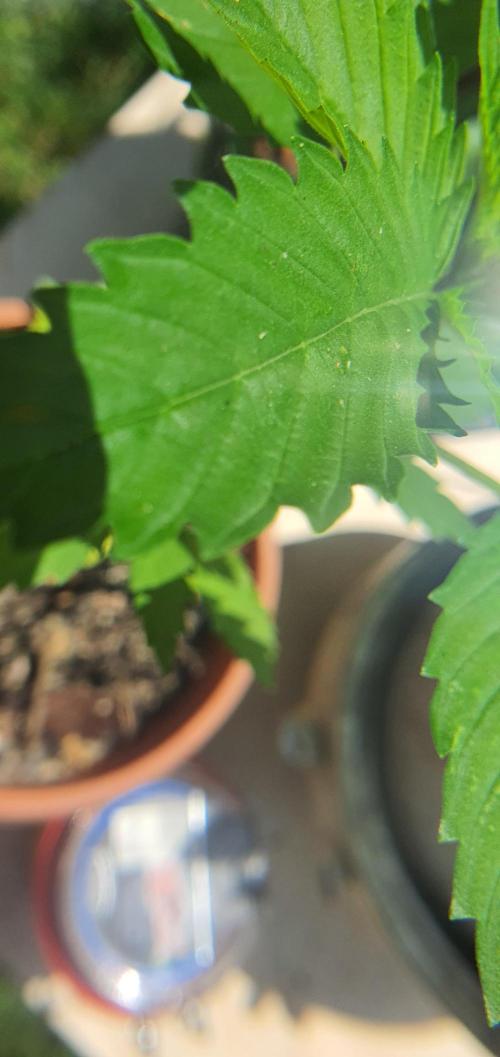 Kobra. Week 6 - Look at dat leaf' 
