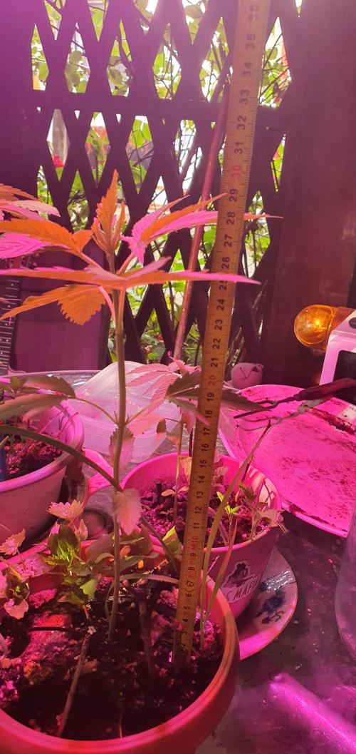 Kobra. Week 6 - height
