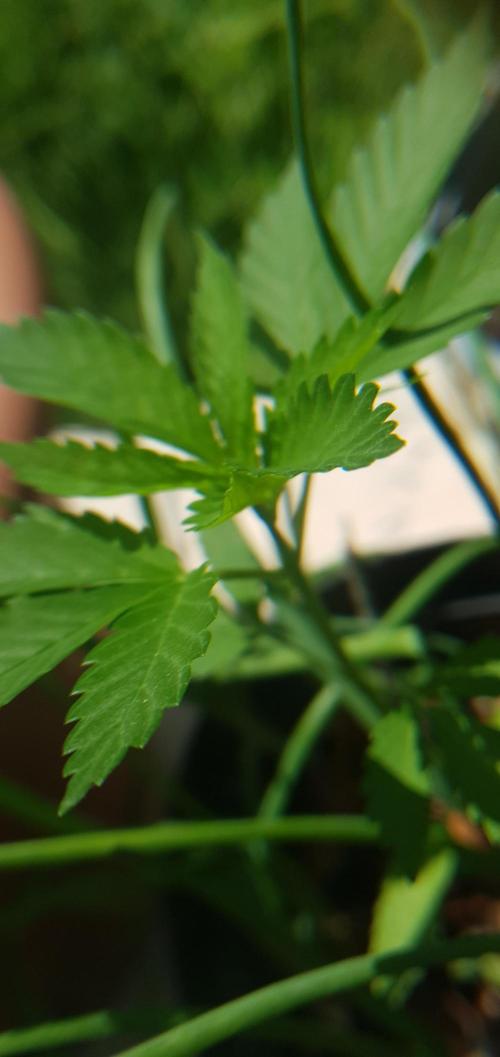 Ramona. Week 5 - gonna get me high