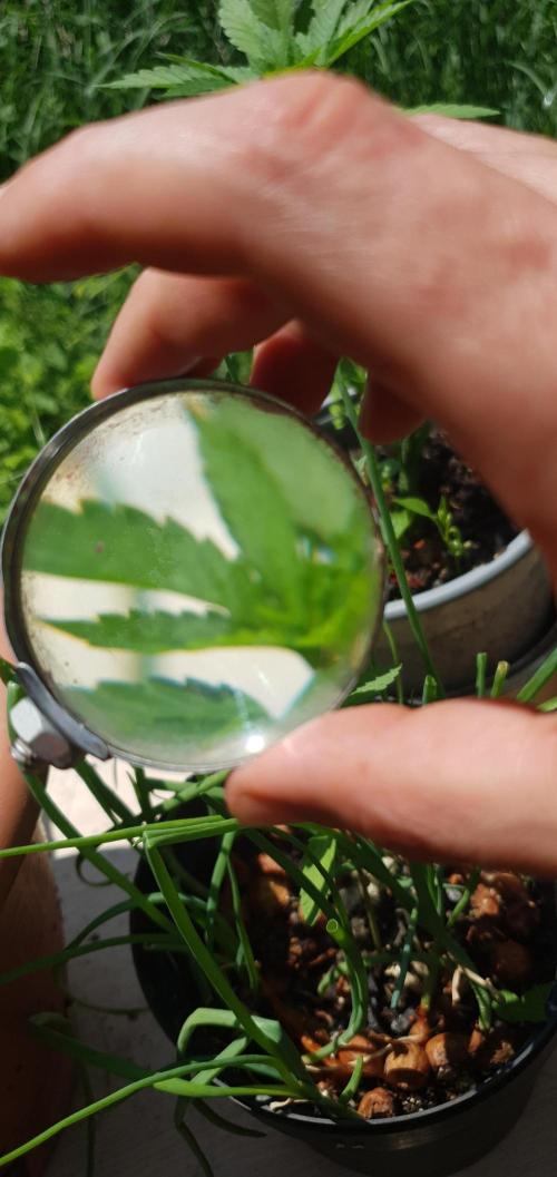 Ramona. Week 5 - lets magnify things