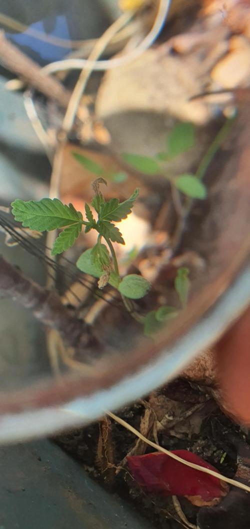 World smallest. Week 5